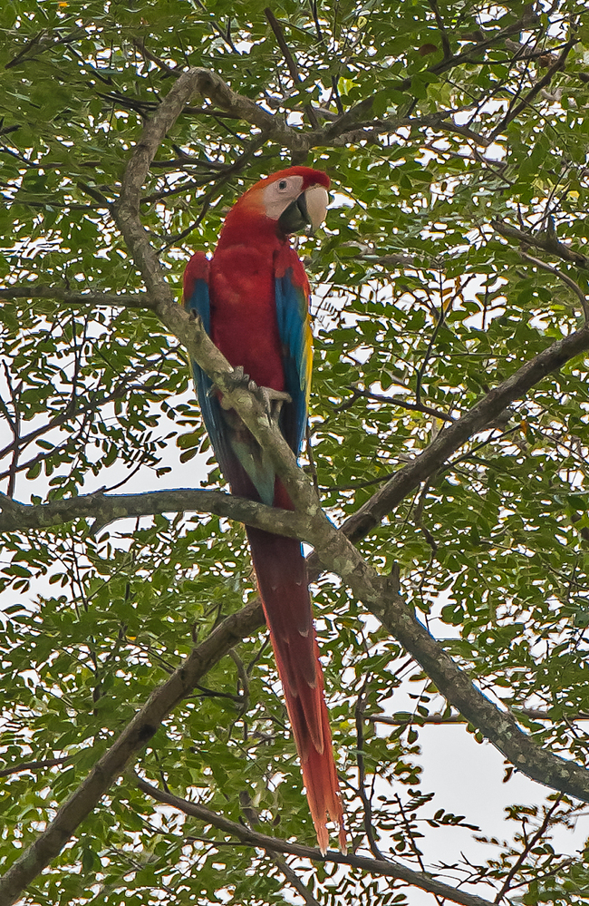 Costa Rica Scarlet Macaw 2